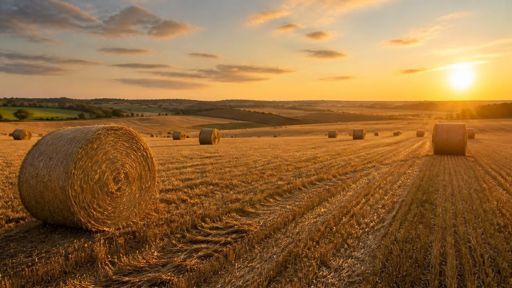 Round hay bales scattered across a harvested field beneath a golden evening sky.